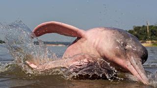 Delfín rosado de Amazonas en peligro