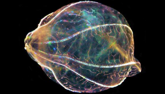Descifran secuencia genética de especies marinas en tiempo real