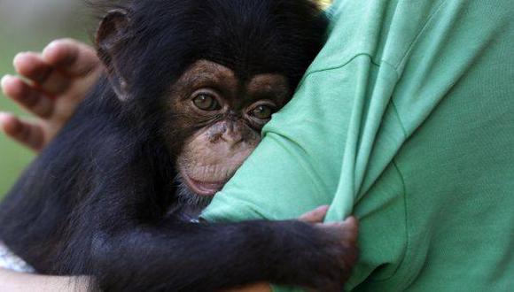 EE.UU. pone fin a investigaciones científicas con chimpancés