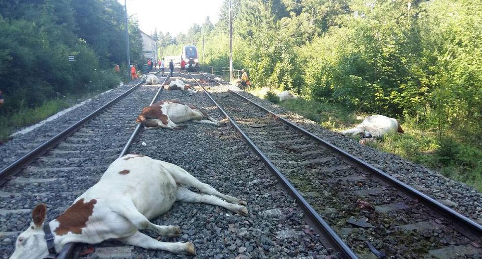 Un tres de alta velocidad mató a 20 vacas. (Foto: Twitter @psmelias)