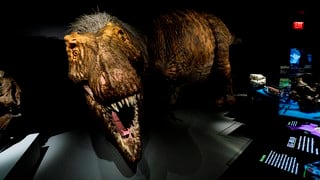 El popular T Rex resucita en el Museo de Historia Natural de Nueva York