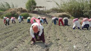 Sunafil dictará protocolos para fiscalización laboral del sector agrario en plazo de 30 días