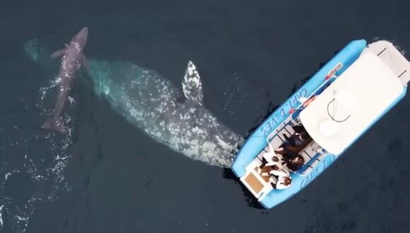 Una experiencia inolvidable: ballena gris dio a luz en frente de un barco lleno de turistas. (Foto: Capt Dave's Dana Point Dolphin & Whale Watching Safari / YouTube)