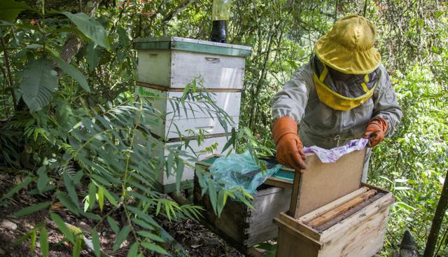 Alarma en Bolivia: Uso de pesticidas contra las plagas de los campos de coca, sumado al cambio climático  amenazan la supervivencia de las abejas. (Foto: AFP)