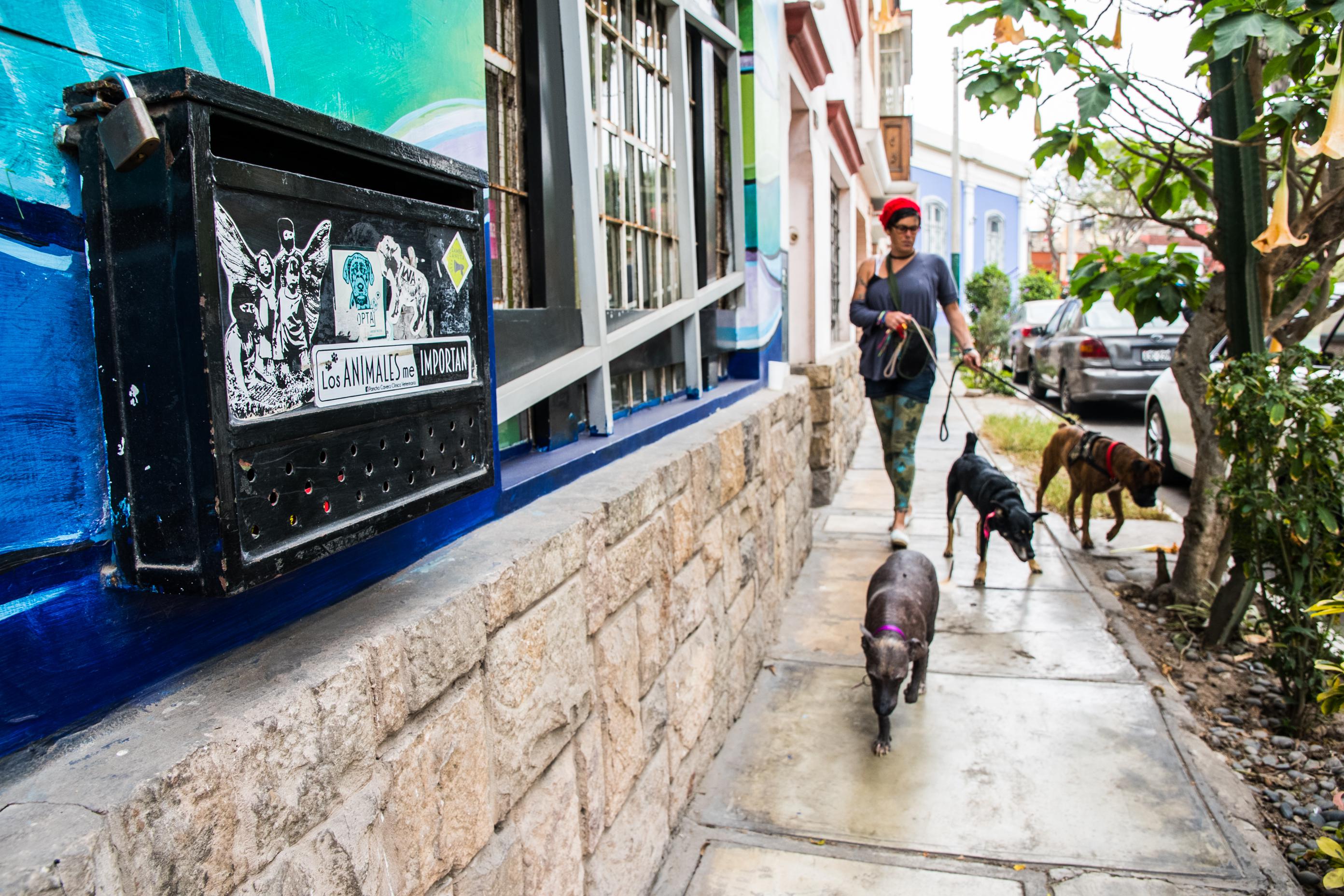 Los paseos son fundamentales para mantener una manada sana y equilibrada, pero en estos días debemos de hacrlo de manera responsable. (Foto: Andrea Carrión)