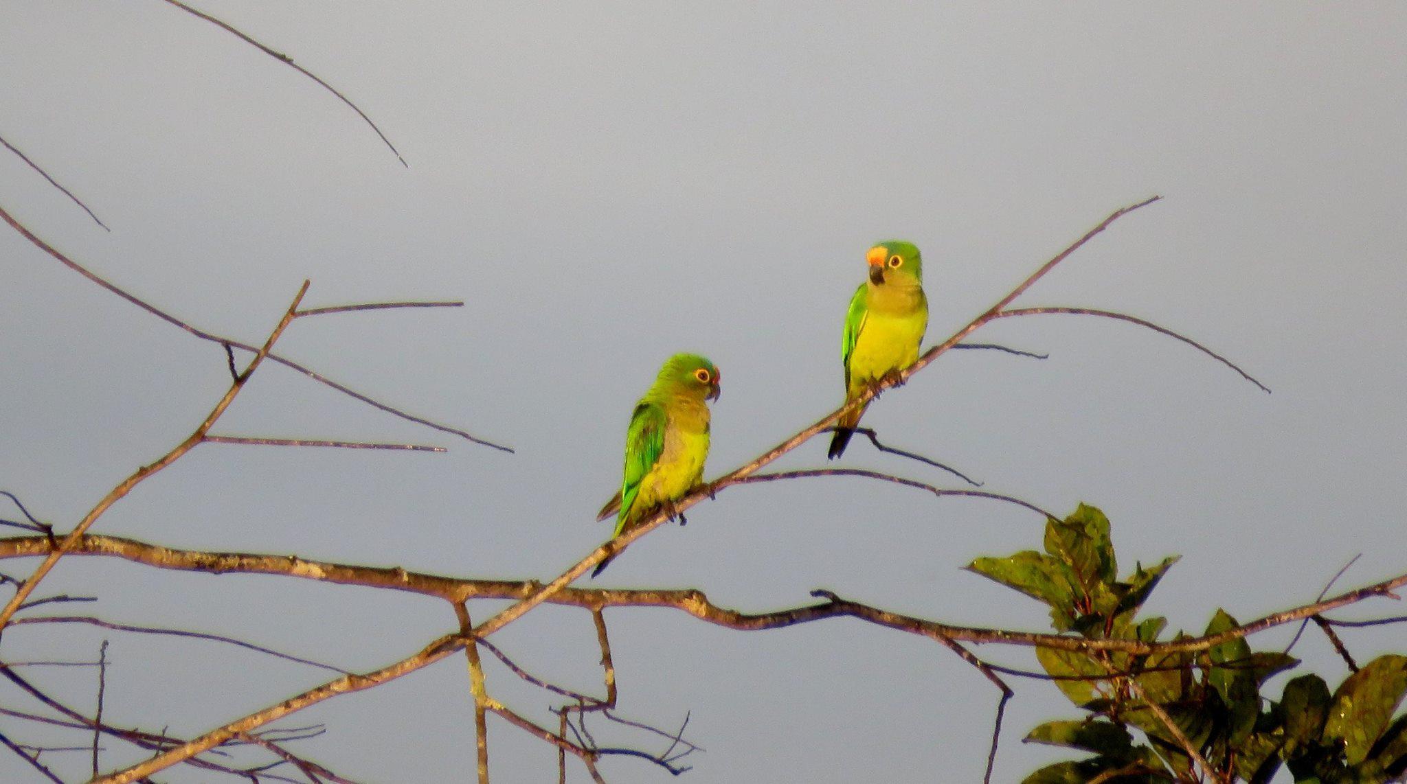 Perú se alista para competir por su tercer campeonato mundial en el GBD. Foto: Fernando Angulo.