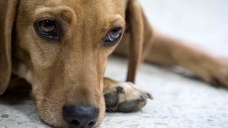 Campeón, el primer perro enLatinoamérica que asiste a un juicio como víctima de maltrato