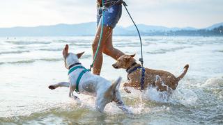 Conoce “El Depa de Rocko” el hospedaje ‘pet friendly’ para disfrutar de la playa con tu engreído
