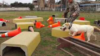 FAP adiestra a perros de Brigada Canina de Surco en trabajos de búsqueda y rescate