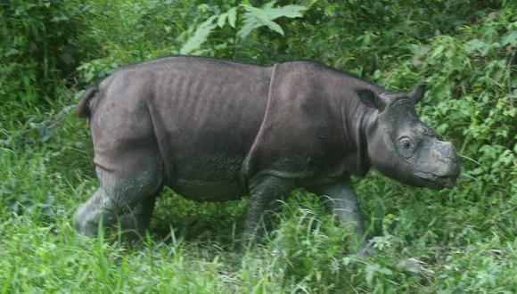 Kretam, o Tam, para abreviar, fue capturado en una plantación de aceite de palma en Sabah, Malasia, por un equipo de expertos en vida silvestre en el 2008. Foto: Jeremy Hance/Mongabay