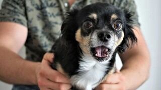 La divertida reacción que tiene un perro al recibir las caricias de su dueño