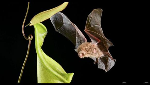 Este murciélago de Borneo usa plantas carnívoras para dormir