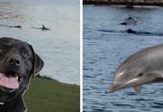 WUF: Perro y delfín nadan juntos como si fueran amigos de toda la vida
