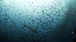 Por qué los peces de aguas con CO2 no temen a los depredadores