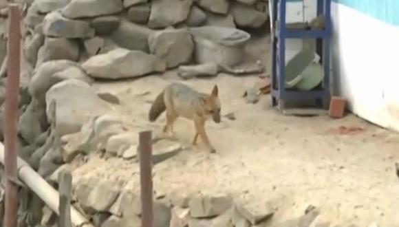 El zorro andino 'Run Run' nuevamente ha sido avistado en el asentamiento humano Sol Naciente, en Comas. (Foto: Captura de América Noticias)