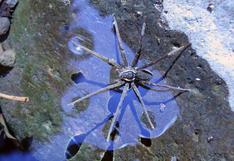 Ponen nombres de actores y surfistas a nuevas arañas acuáticas en Australia