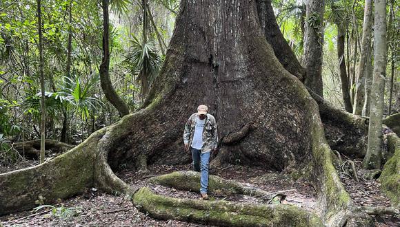 Caoba La Reina y el ejidatario Bernabé del Ángel. Foto: Juan Mayorga.