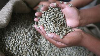 Cosecha de café caería 18% en 2014 por secuela de la roya amarilla