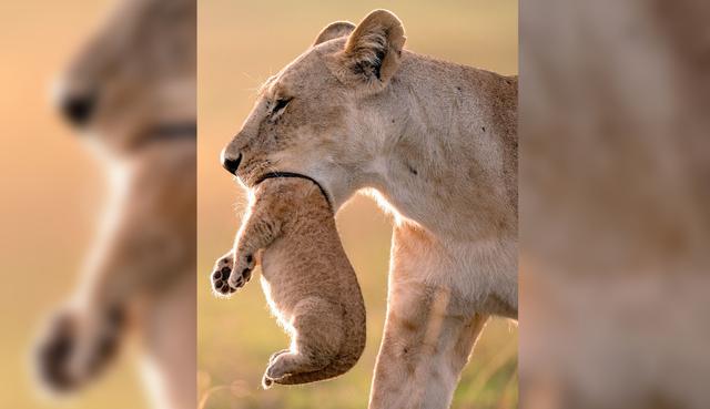 Una leona protagonizó una asombrosa ilusión óptica que causa furor en Facebook y otras redes sociales. (Fotos: Caters News Agency/Daily Mail)