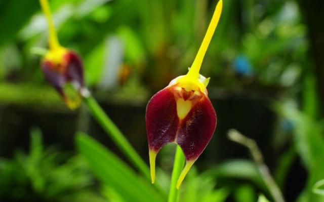 La ruta de las orquídeas: belleza de Moyobamba hacia Amazonas - 1