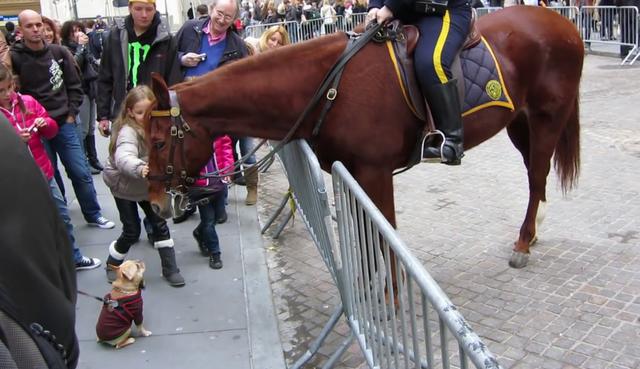 Perro y caballo policía se hicieron amigos inseparables en el acto. (Fotos: ubermongolianbeef en YouTube)