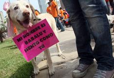 Perú: maltratadores de animales domésticos tendrán pena de cárcel