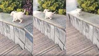 Un perro aprende a resbalarse por un muro y se vuelve el viral del momento en Facebook