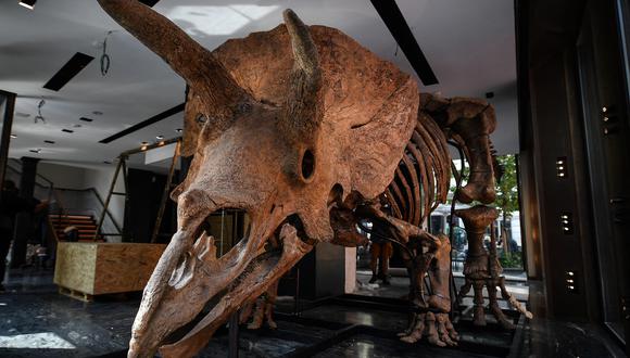 Esta foto muestra a "Big John", un triceratops expuesto antes de su subasta en la casa de subastas Drouot en octubre. (Foto: Christophe ARCHAMBAULT / AFP)