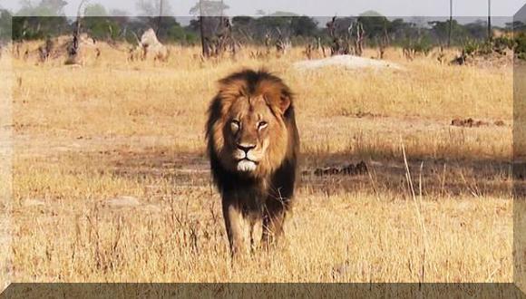 El león Cecil, la emoción de la caza y la extinción de animales