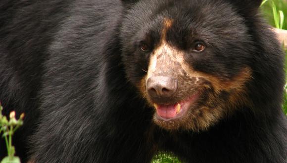 El Proyecto Juco trabaja con las poblaciones más australes de oso andino, en el sur de Bolivia y noroeste de Argentina. Foto: Cortesía Proyecto Juco.