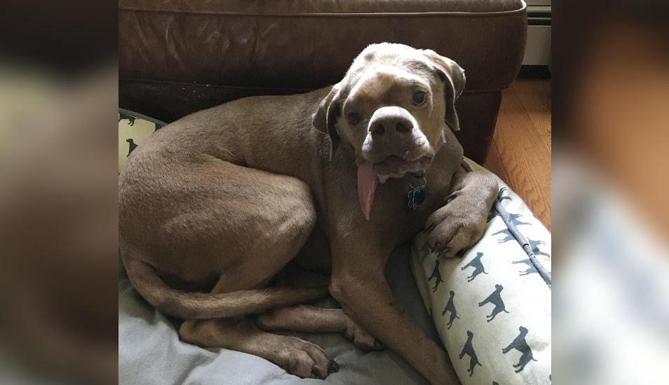 La vida de este adorable perrito dio un giro de 180 grados tras ser dejado a su suerte en una playa de Puerto Rico. (Fotos: murraythedisableddog en Instagram)