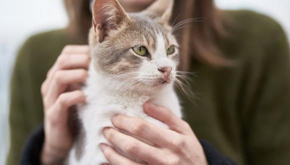 Adoptar un gato es una experiencia muy enriquecedora, ya que son seres muy cariñosos y juguetones, además de ser excelentes terapeutas que nos ayudan a prevenir trastornos psicológicos.