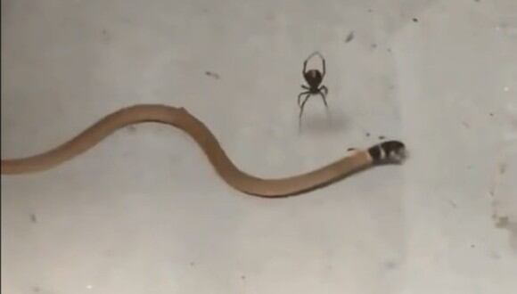 En las imágenes se ve como la araña venenosa intenta dominar a la serpiente, mientras el reptil parece estar enredado entre sus telas. (Foto: Captura de pantalla/ Youtube)