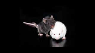 Diseñan anticuerpo que demostró ser eficaz contra el alzheimer en ratones