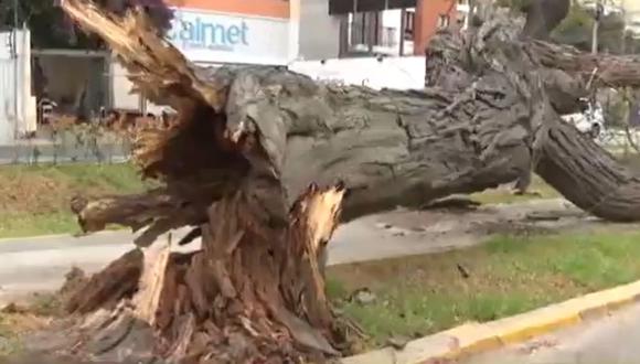 Caída de árbol en la cuadra 12 de la avenida Arequipa | Captura de video / Canal N