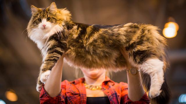 Supreme Cat Show: Conoce este concurso de belleza para gatos - 1