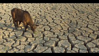 Sequía obliga a animales a buscar alimentos en zonas urbanas