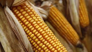 Por qué México irá en busca del maíz de Argentina y Brasil