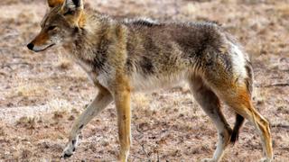 Confunde a coyote con perro de su vecino y termina en el hospital