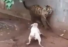 ¡Brutal! Perro se enfrentó a tigre en una pelea que se hizo viral en internet