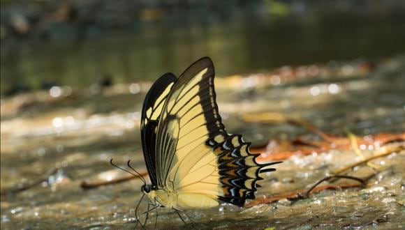 Familia Papilionidae. Foto: Juan Guillermo Jaramillo.