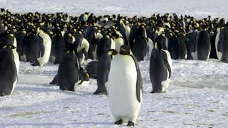 Virus de gripe aviar está presente en pingüinos de la Antártida