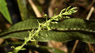 El hallazgo de la orquídea Liparis inaudita: “Nunca pensé que existía una especie de tal rareza”