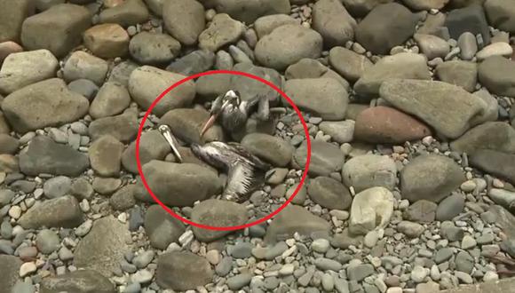 Vecinos reportan hallazgo de cadáveres de pelícanos a orillas de playas de Punta Hermosa y San Bartolo (Captura: Canal N)