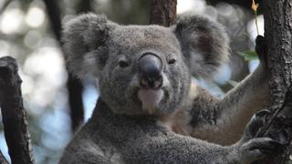 Los koalas entran en la lista de especies en peligro de extinción