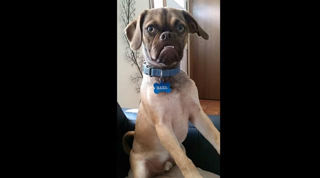 Facebook: conoce a The Grumpy Puppy, el perro gruñón [FOTOS] - 6