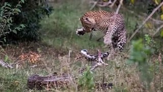 El enfrentamiento entre un leopardo y una pitón tiene un final inesperado que sorprende a miles