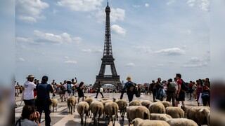 Un rebaño de ovejas toma París tras un viaje de 12 días y 140 kilómetros de recorrido