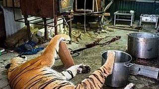 Descubren matadero de leones, tigres y pumas en República Checa | FOTOS