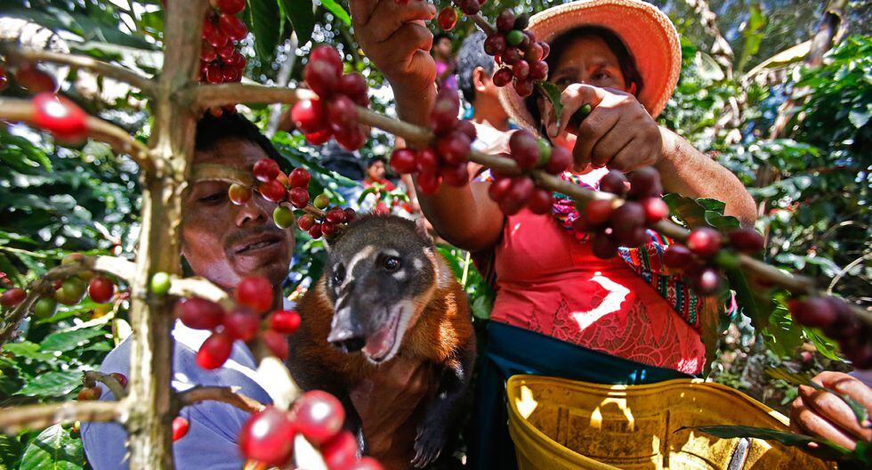 Junin El coatí y uno de los mejores cafés del mundo